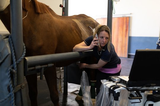 Female surgeon examining a horse in hospital - Powered by Adobe