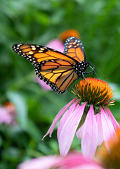Fototapeta na wymiar Monarch on echinacea