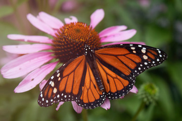 Fototapeta na wymiar Monarch with spread wings