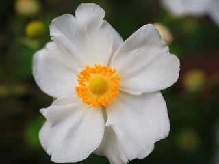 white Japanese anemone, called Syuumei-kiku in Japan