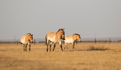 wild horses of Przewalski