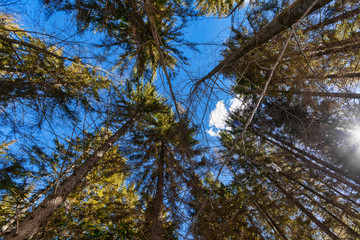 Trees and sky view in the forest