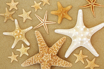 Starfish seashell selection on beach sand background.
