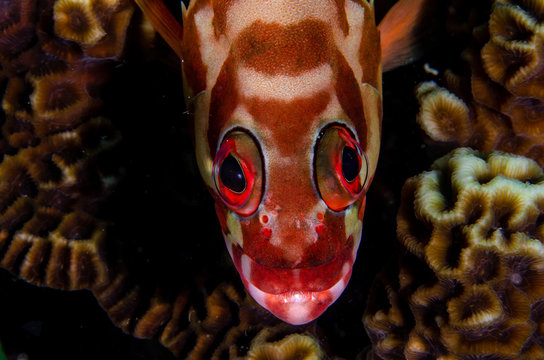 Portrait of a blacktip/redbanded grouper (Epinephelus fasciatus) on a dark coral reef background
