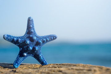 Blue starfish standing on rock at the beach. Blurred blue sea on background