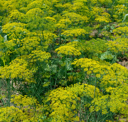 Naklejka premium Many flowering dill plant as natural background.
