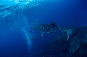 Naklejka premium Whale Shark, Rhincodon Typus