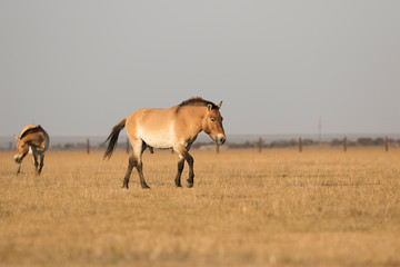 Naklejka premium wild horses of Przewalski