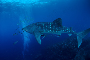 Whale Shark, Rhincodon Typus