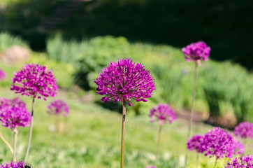 beautiful inflorescence of decorative onions