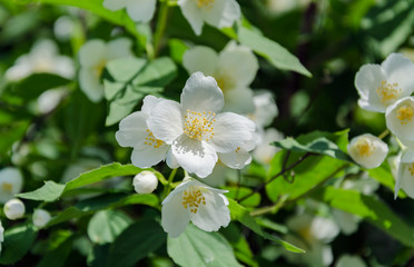 White beautiful blooming jasmine branch