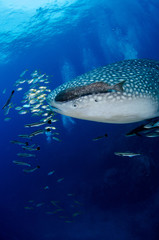 Naklejka premium Whale Shark, Rhincodon Typus