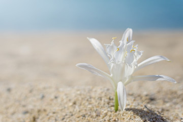 Lily pinned on sand at the beach. Blurred blue sea at background © Zoran