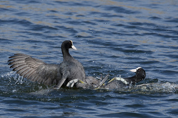 Eurasian coot (Fulica atra)