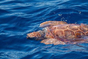 A loggerhead turtle, Caretta caretta, simming free in the ocean surface. They are endangered and very sensible to the plastic pollution and collateral fishng.