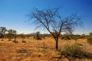 Obraz na płótnie Canvas A solitary acacia camelthorn tree in the desert of Kalahari in Namibia, Africa