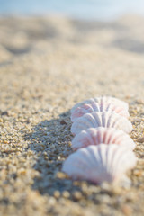 Shells arranged in line on the sand