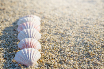Fototapeta na wymiar Shells arranged in line on the sand