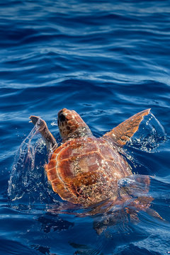 A loggerhead turtle, Caretta caretta, simming free in the ocean surface. They are endangered and very sensible to the plastic pollution and collateral fishng.