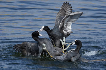 Eurasian coot (Fulica atra)