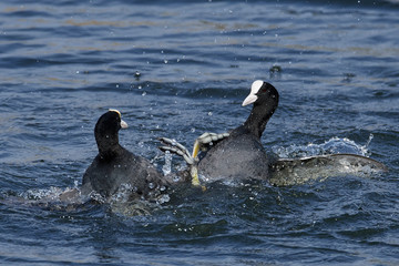 Eurasian coot (Fulica atra)