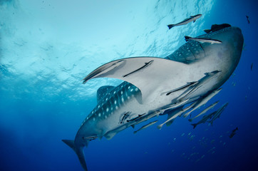 Fototapeta premium Whale Shark, Rhincodon Typus