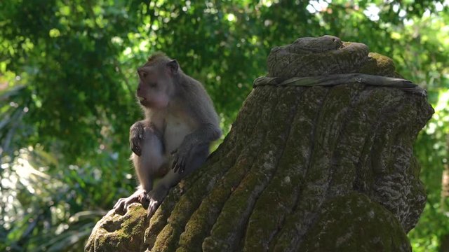 Slowmotion steadicam shot of male macaque monkey sitting on a stone statue in an eco-park the Monkey's forest in Ubud village, Bali island, Indonesia