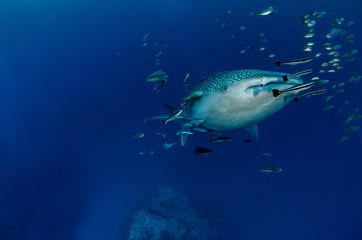 Fototapeta na wymiar Whale Shark, Rhincodon Typus