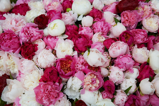 Flowers of pink and white peonies