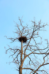 nest in the trees