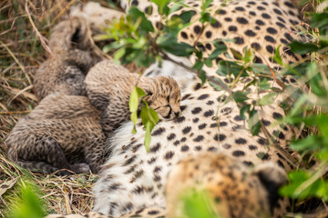Muzzle of a two days old cheetah cub  © Alexey Osokin