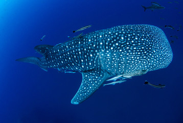 Whale Shark, Rhincodon Typus