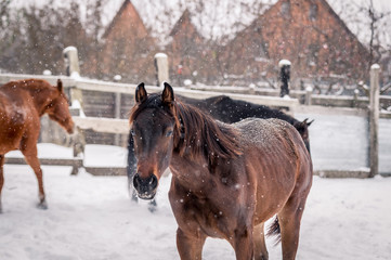 Fototapeta na wymiar Beautiful horses walk in the winter during a snowfall