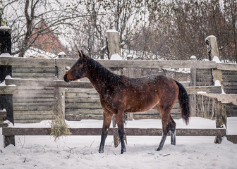 Young bay horse frolics in the snow in winter
