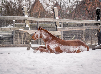 Beautiful horses walk in the winter during a snowfall