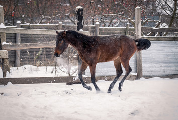 Young bay horse frolics in the snow in winter