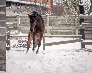 Young bay horse frolics in the snow in winter