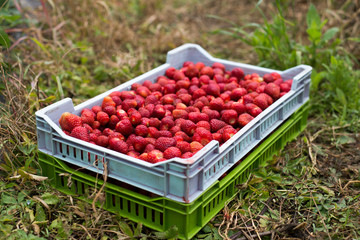 Red strawberries in a basket