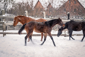 Young bay horse frolics in the snow in winter