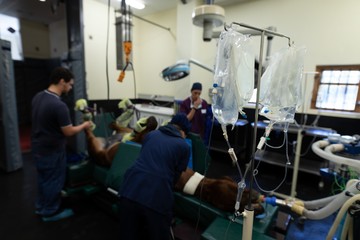 Surgeons operating a horse in operation theatre