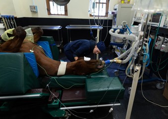 Surgeon operating a horse in operation theatre