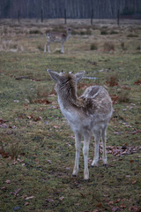Young fallow deers (Dama dama) in autumn season.