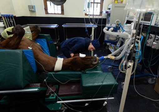 Surgeon operating a horse in operation theatre - Powered by Adobe