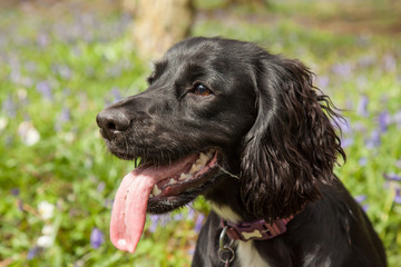 Cocker spaniel portrait in profile, forest background 