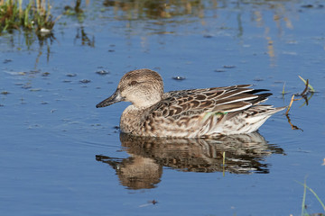 Eurasian teal (Anas crecca)