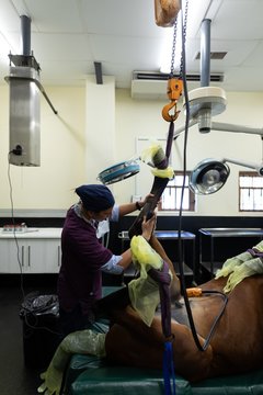 Surgeon examining a horse in operation theatre