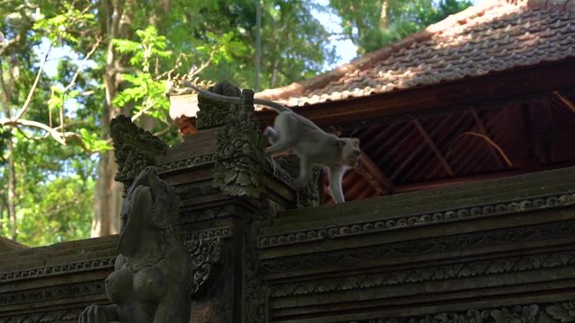 a macaque monkey walking on a wall of the temple in an eco-park the Monkey's forest in Ubud village, Bali island, Indonesia