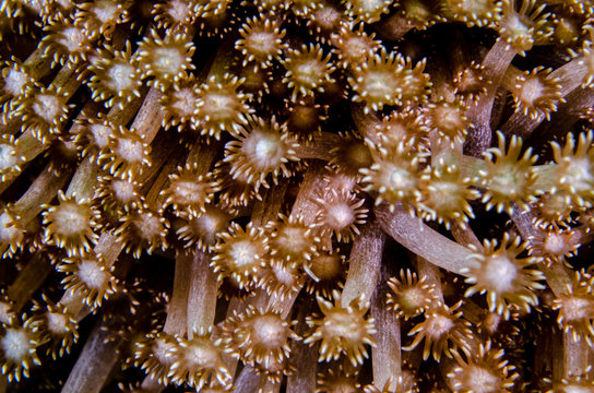 Closeup of polips of a flowerpot coral (Goniopora sp) on a coral reefs of Koh Tao, Thailand