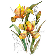 Yellow iris flowers bouquet. Watercolor background illustration set. Watercolour isolated bouquet element.