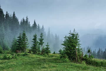 Fototapeta na wymiar Misty Carpathian mountain landscape with fir forest, the tops of trees sticking out of the fog
